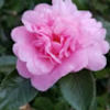 deborahtaylo626
